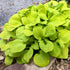 Hosta Sun Mouse 1 gal plant photo
