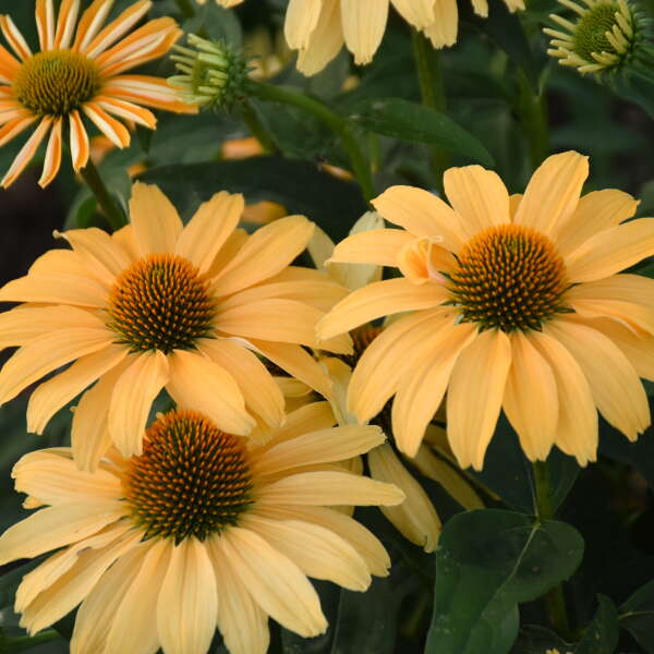 Echinacea One in a Melon 1 gal plant photo