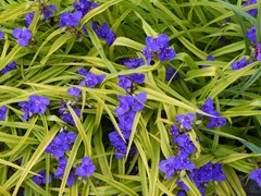 Spiderwort Tradescantia x andersoniana ‘Sweet Kate’ 1 gal