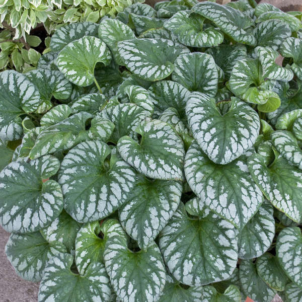 Brunnera Emerald Mist 1 gal plant photo