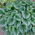 Brunnera Emerald Mist 1 gal plant photo