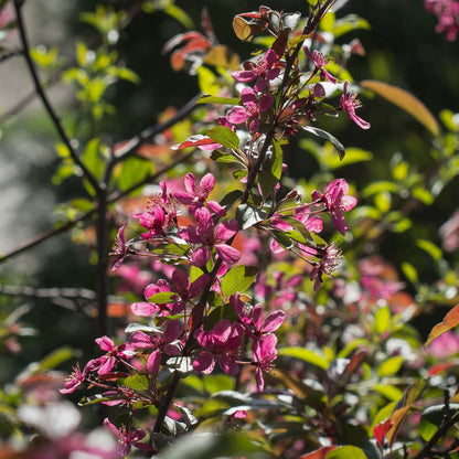 Crabapple &
