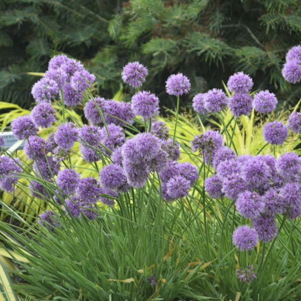 Allium Medusa 19cm PTW plant photo