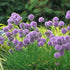 Allium Medusa 19cm PTW plant photo