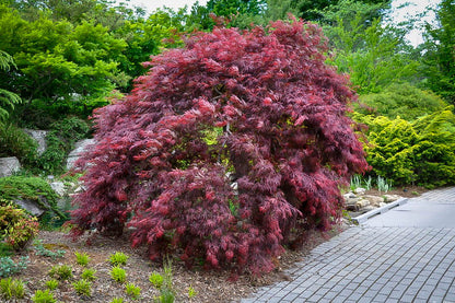 Japanese Maple &