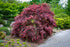 Japanese Maple &
