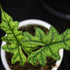 4" Alocasia Jacklyn plant photo