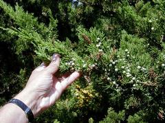 Juniper &