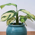6" Ctenanthe Lubbersiana plant photo