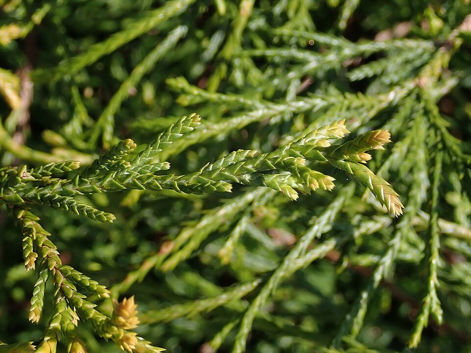 False Cypress &