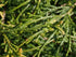 False Cypress &