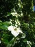 Dogwood &
