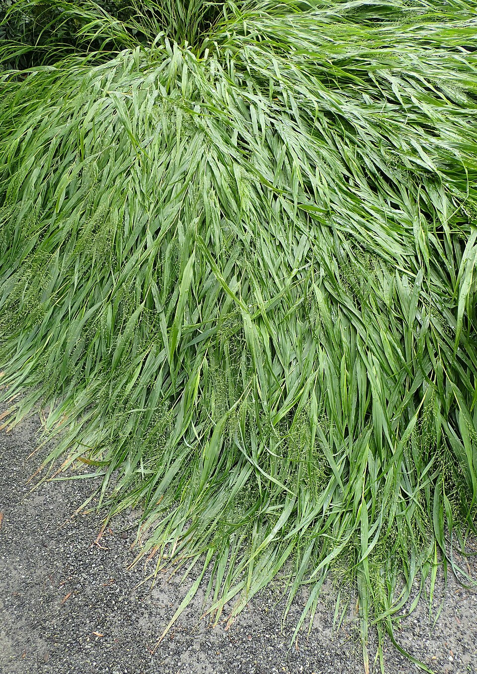 Grass &
