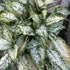 4" Aglaonema Snow White plant photo