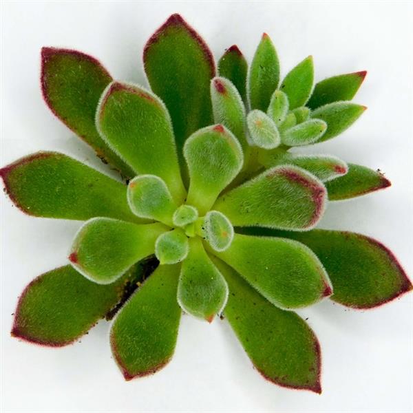 7" Succulent Echeveria Ruby Slippers plant photo