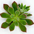 7" Succulent Echeveria Ruby Slippers plant photo