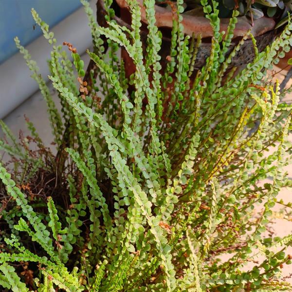 6" Fern Lemon Button plant photo