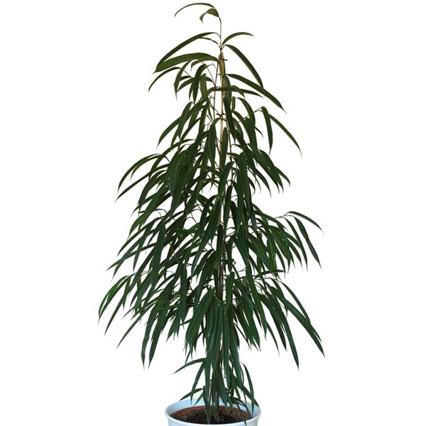 12" Ficus Alii Std plant photo
