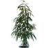 12" Ficus Alii Std plant photo