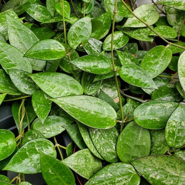 4" Hoya Parasitica Black Margin plant photo