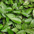 4" Hoya Parasitica Black Margin plant photo