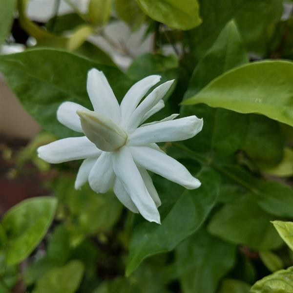 6" Jasmine Belle of India plant photo