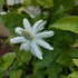 6" Jasmine Belle of India plant photo