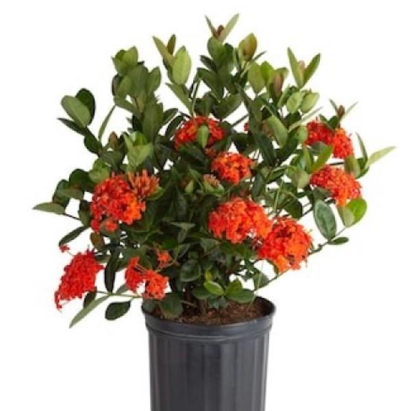 10" Ixora Maui Red plant photo