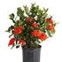10" Ixora Maui Red plant photo