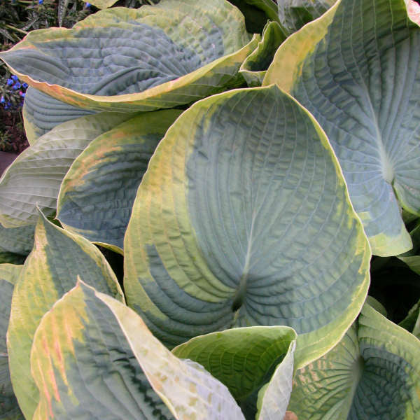 Frances William Hosta 
