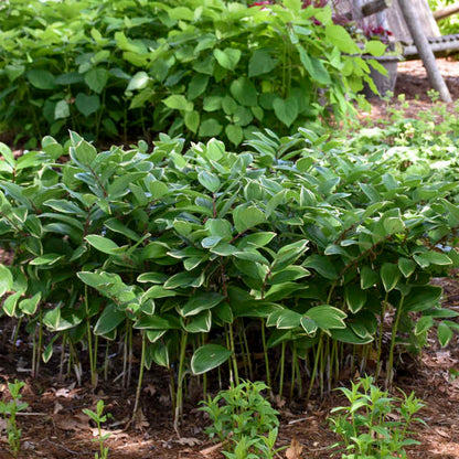 Polygonatum Odoratum Variegatum 19cm plant photo