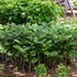 Polygonatum Odoratum Variegatum 19cm plant photo
