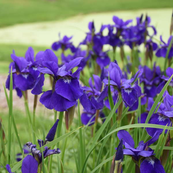 Iris sibirica &