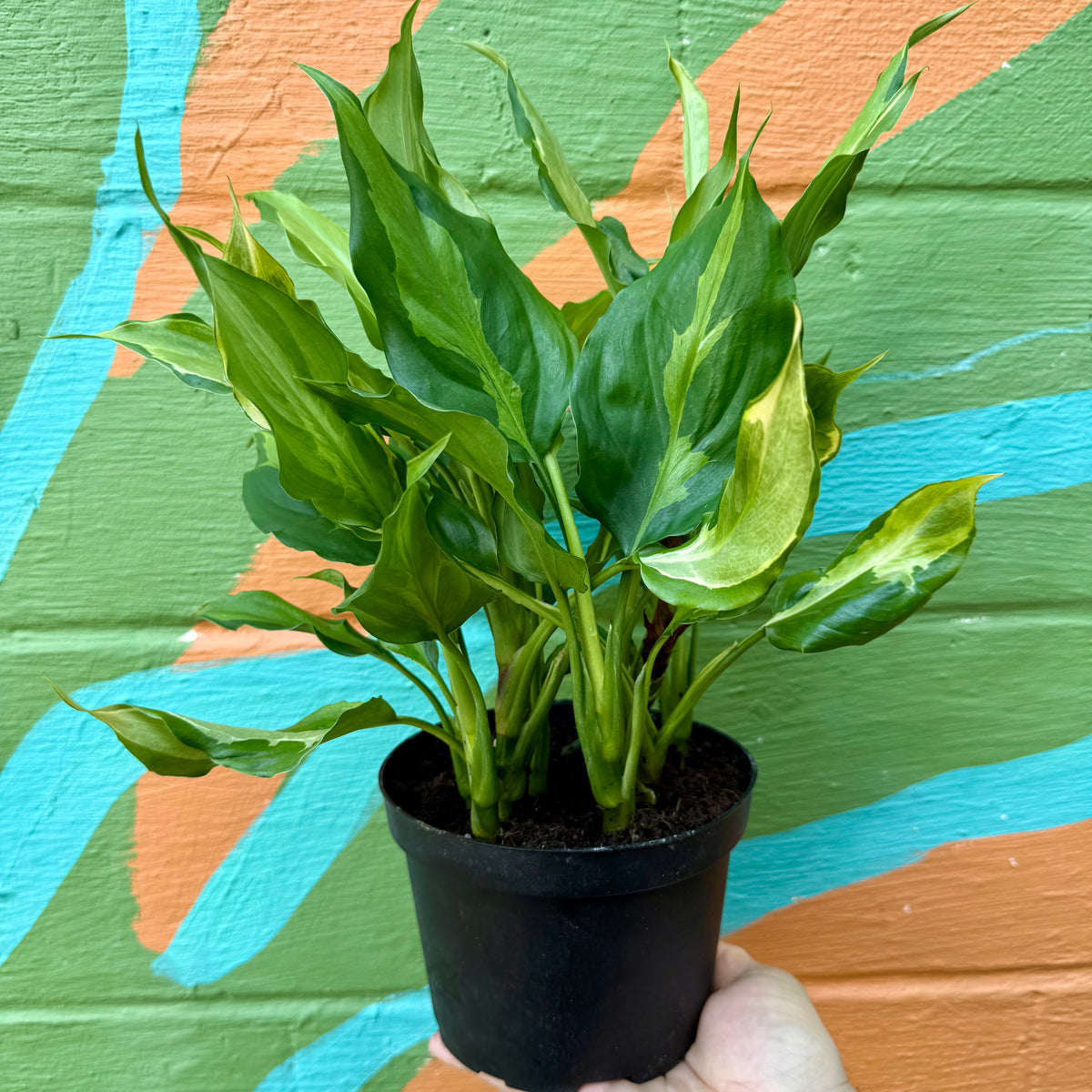 6" Aglaonema plant photo