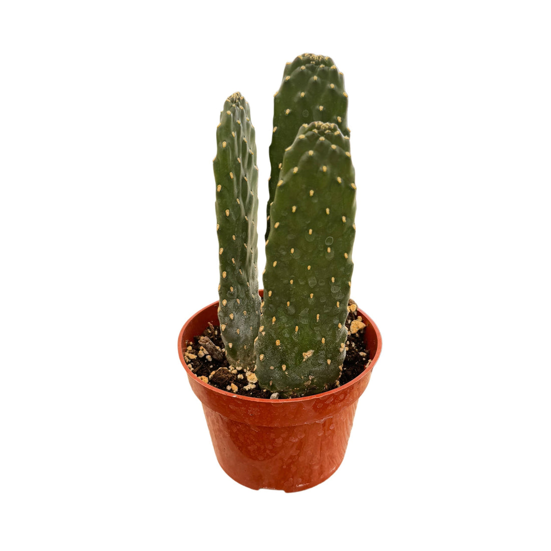 6" Cactus Opuntia Roadkill plant photo