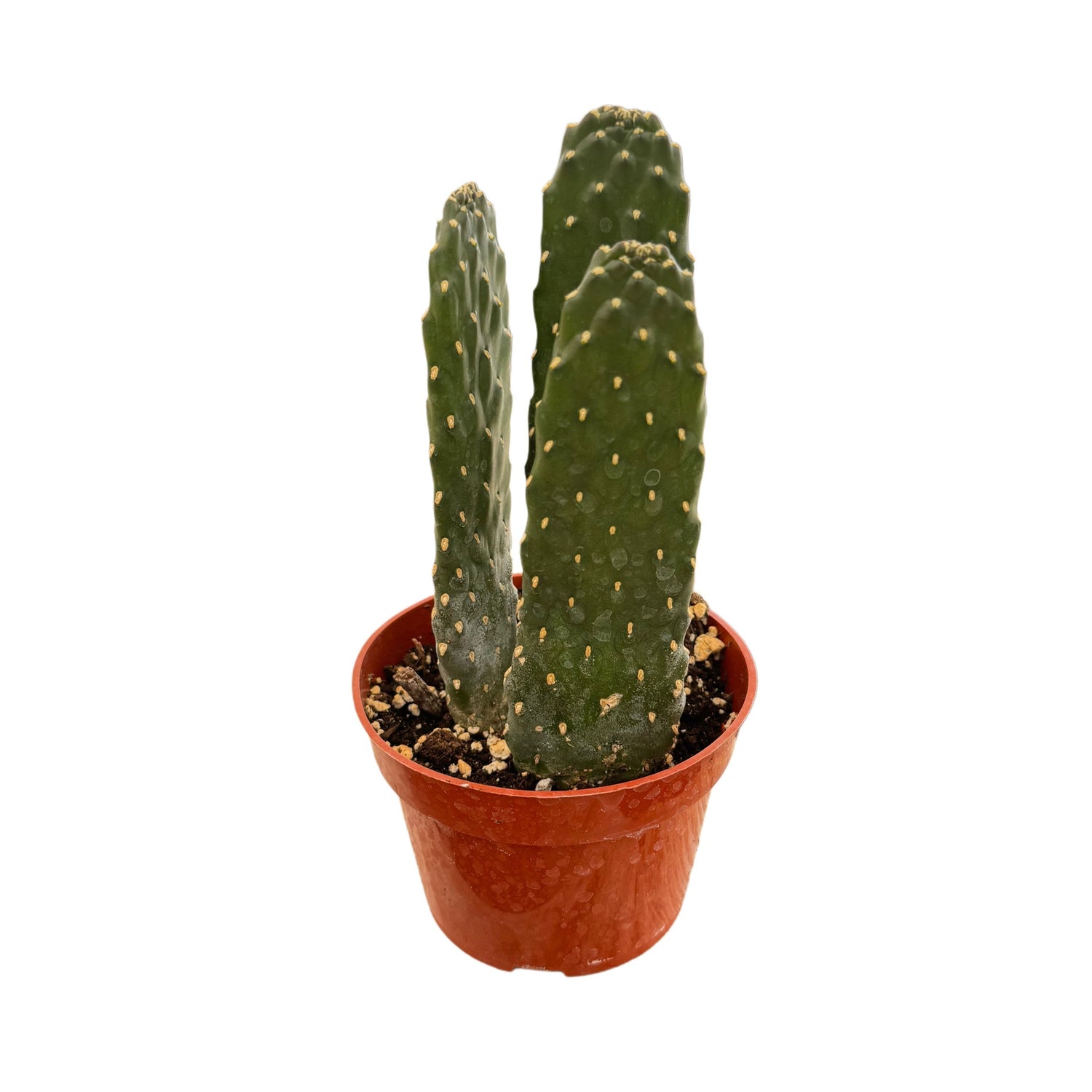 6" Cactus Opuntia Roadkill plant photo