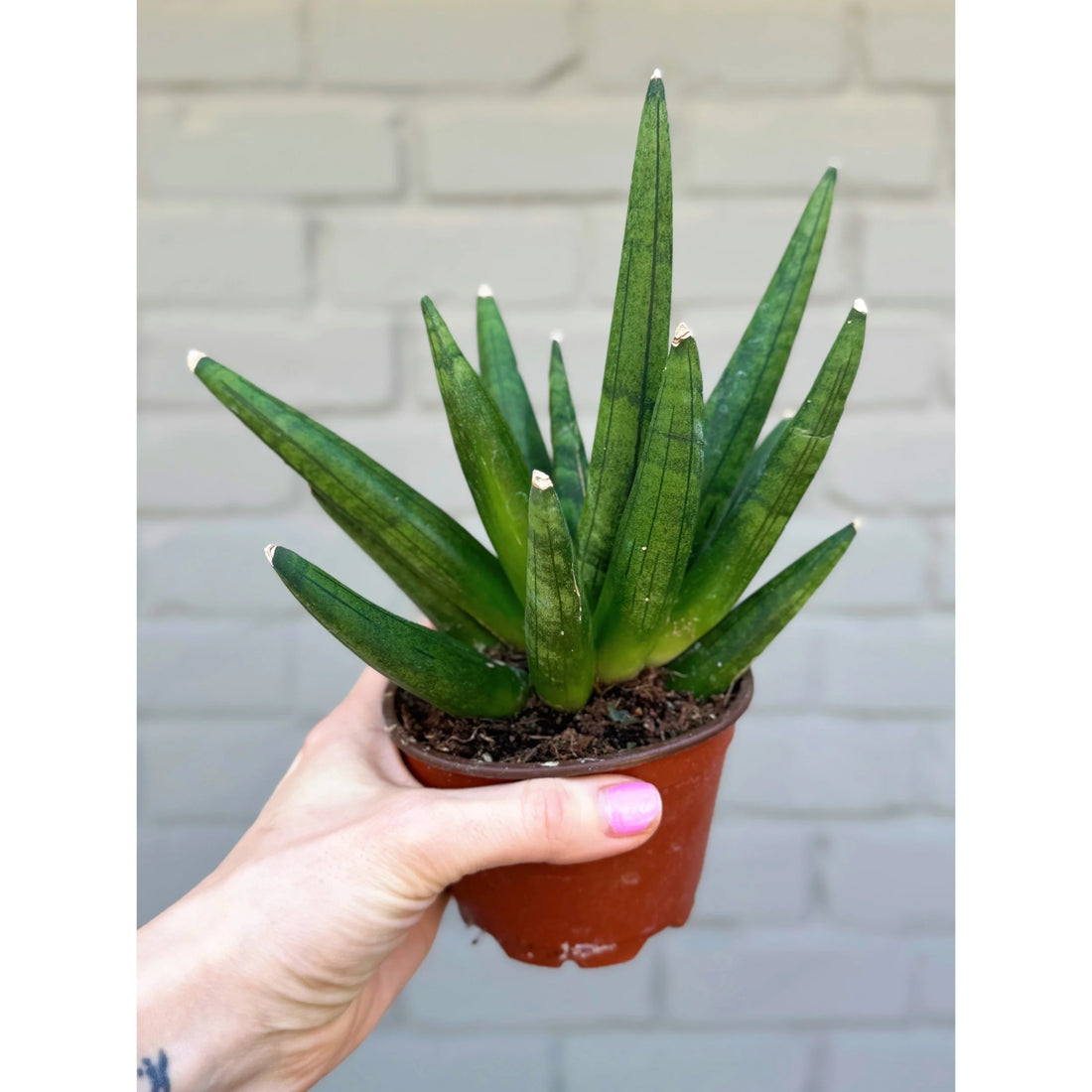 2" Sansevieria Hedgehog plant photo