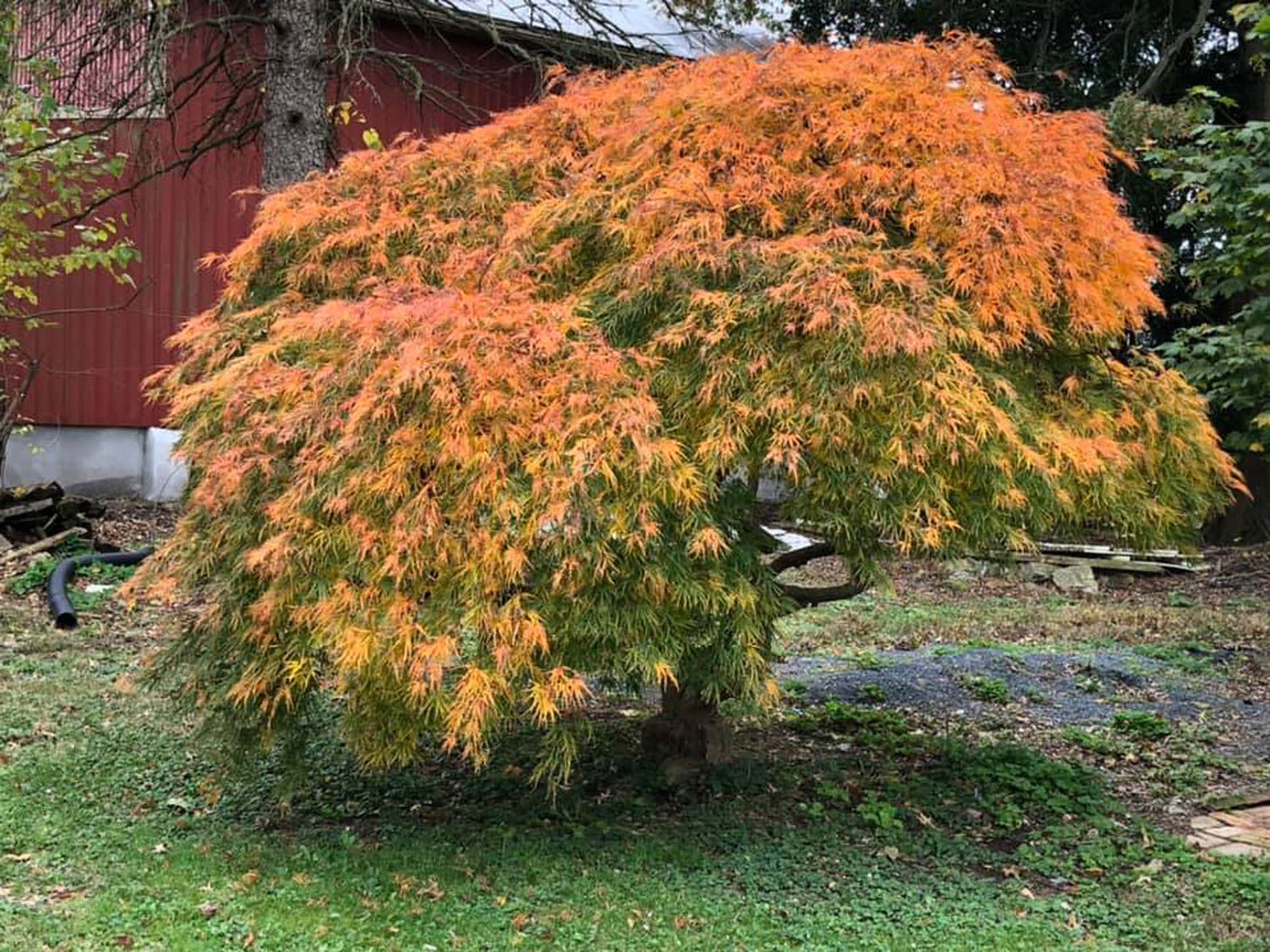 Japanese Maple &