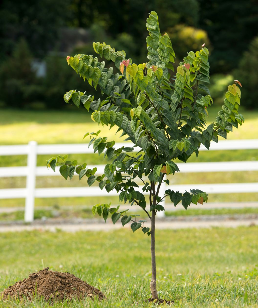 Redbud &