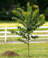 Redbud &