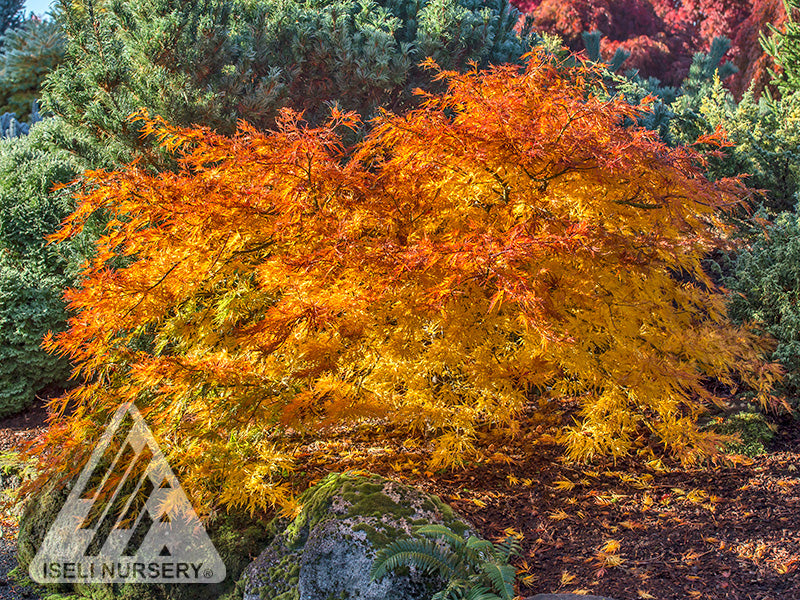 Japanese Maple &