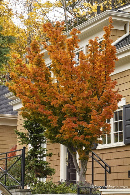 Japanese Maple &