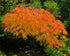 Japanese Maple &