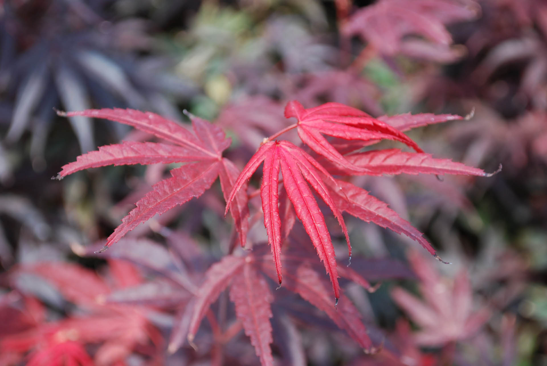Japanese Maple &