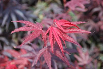 Japanese Maple &