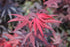 Japanese Maple &