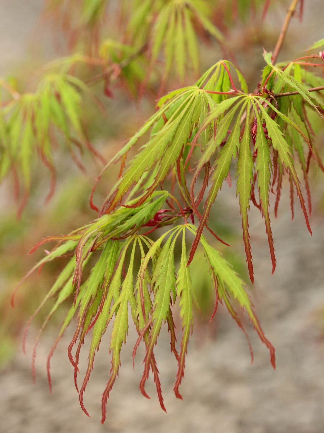 Japanese Maple &