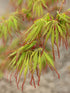 Japanese Maple &