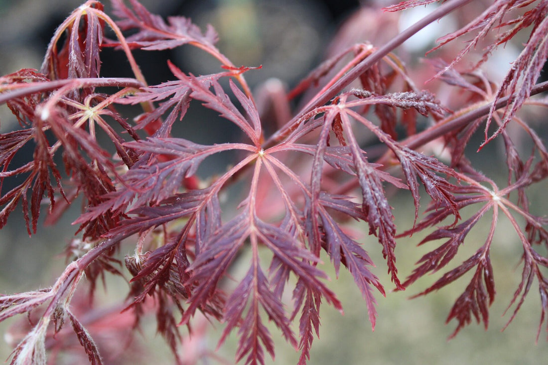 Japanese Maple &