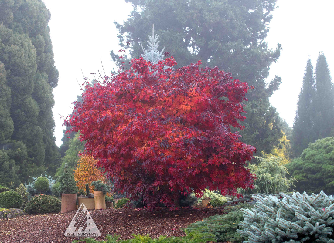 Japanese Maple &